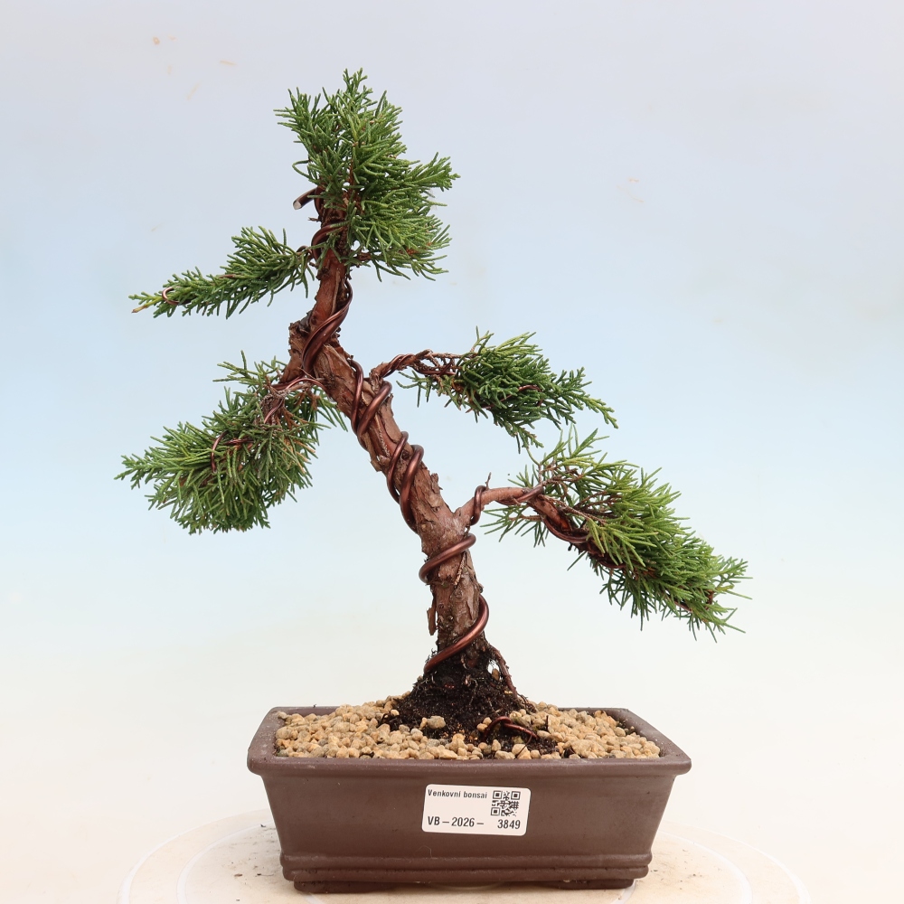 Bonsaï d'extérieur - Juniperus chinensis Kishu