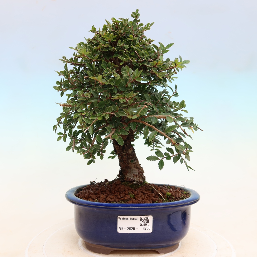 Bonsaï d'extérieur - Zelkova - Zelkova NIRE