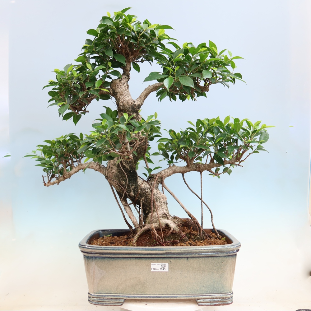 Salle bonsaï - Ficus kimmen - ficus à petites feuilles
