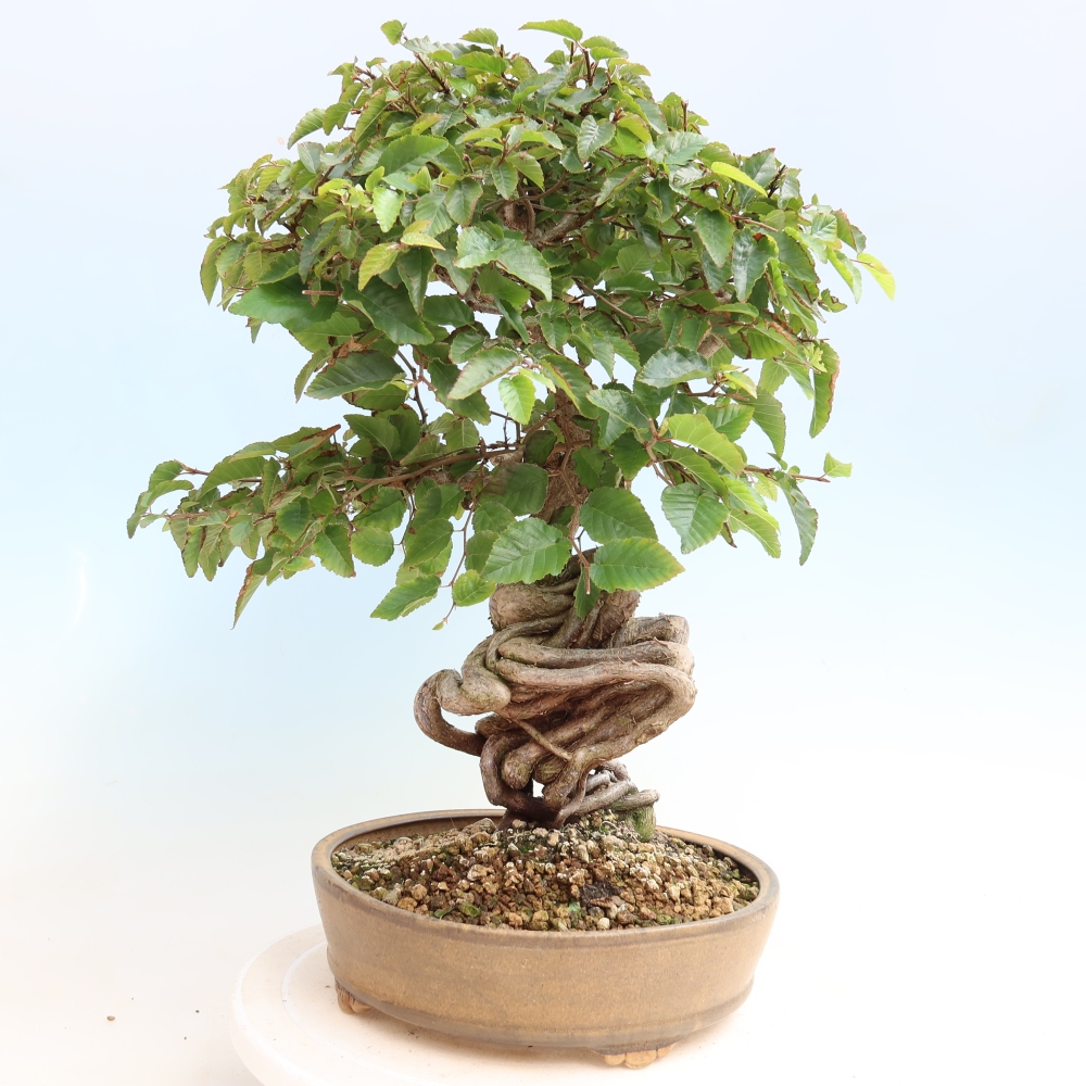 Bonsaï d'extérieur -Carpinus CARPINOIDES - Charme de Corée