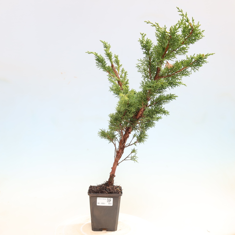 Bonsaï d'extérieur - Juniperus chinensis Kishu