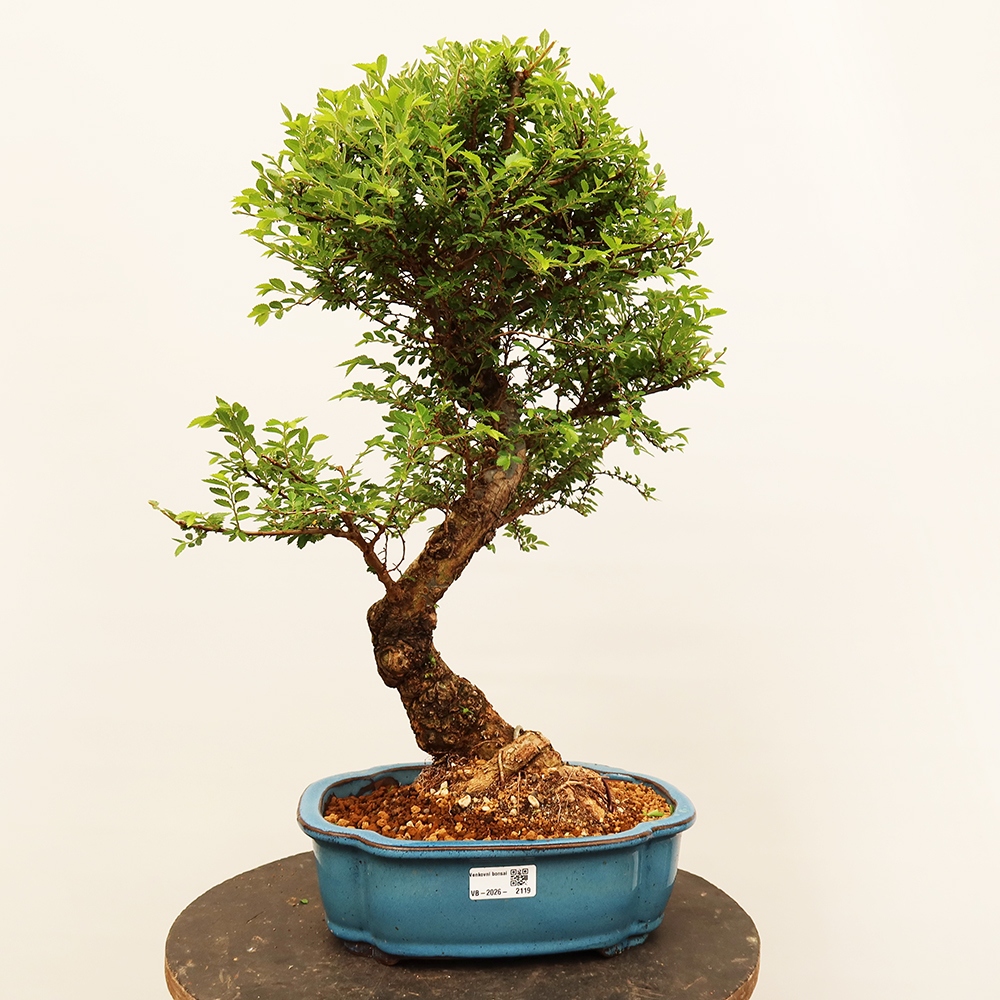 Bonsaï d'extérieur - Zelkova - Zelkova NIRE