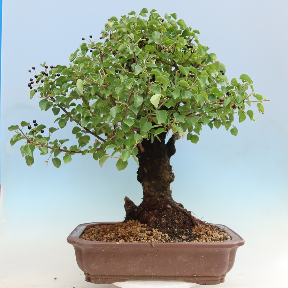 Bonsaï d'extérieur - Mahalebka - Prunus mahaleb