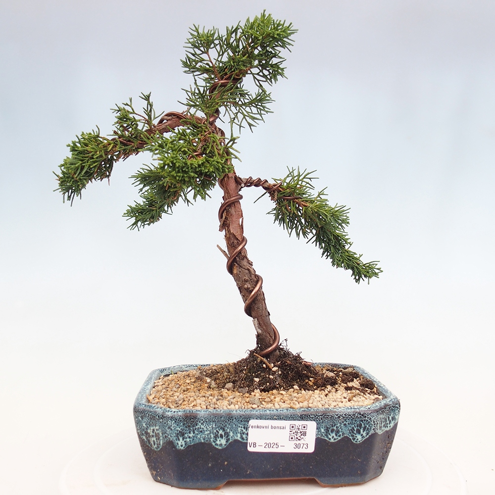 Bonsaï d'extérieur - Juniperus chinensis Kishu