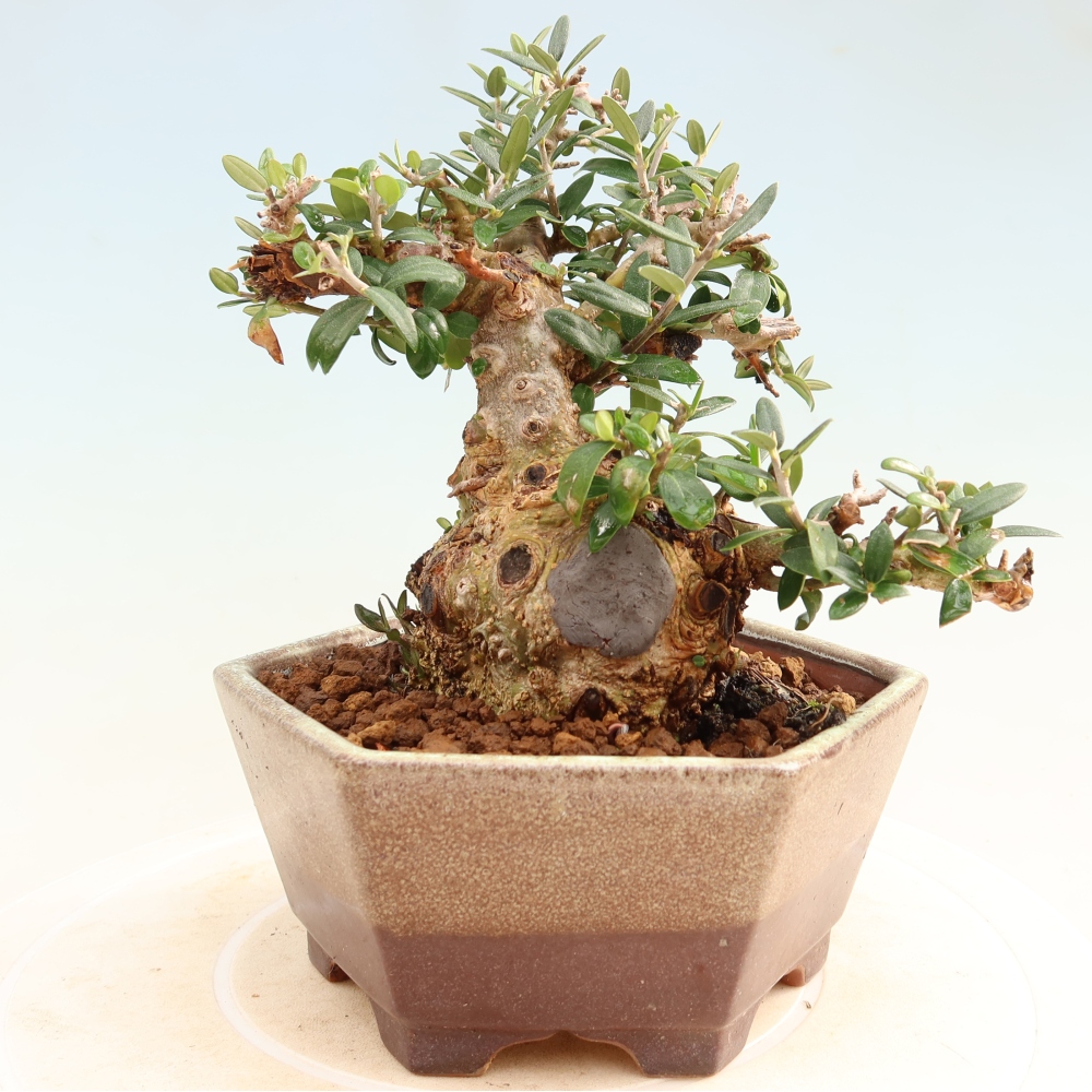 Bonsaï d'intérieur - Olea europaea sylvestris