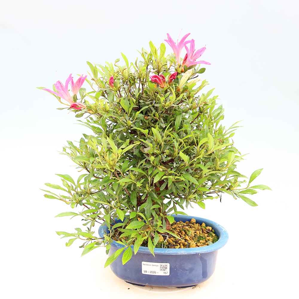 Bonsaïs d'extérieur - Azalée japonaise - Azalea Ryusen