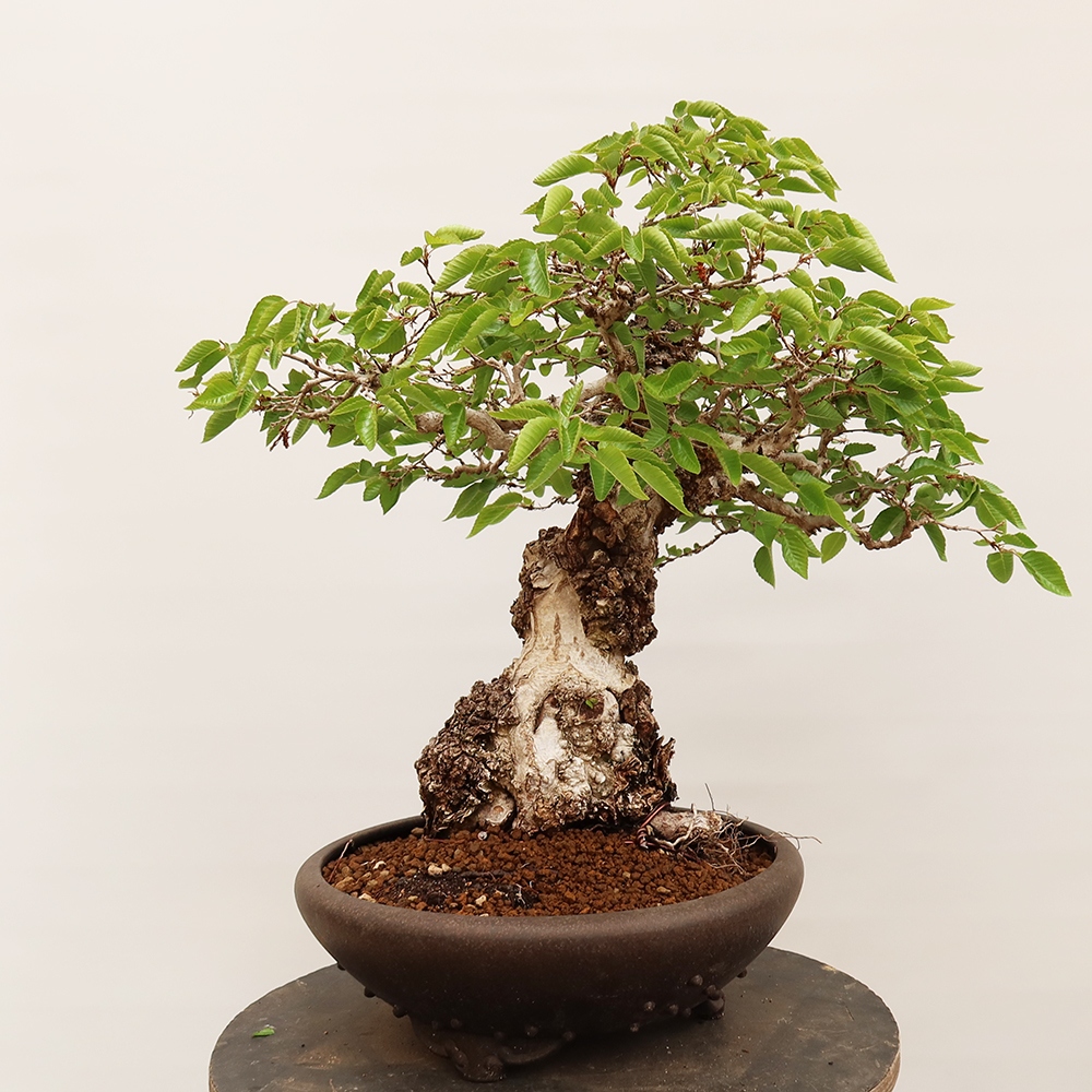 Bonsaï d'extérieur -Carpinus Coreana - Charme de Corée