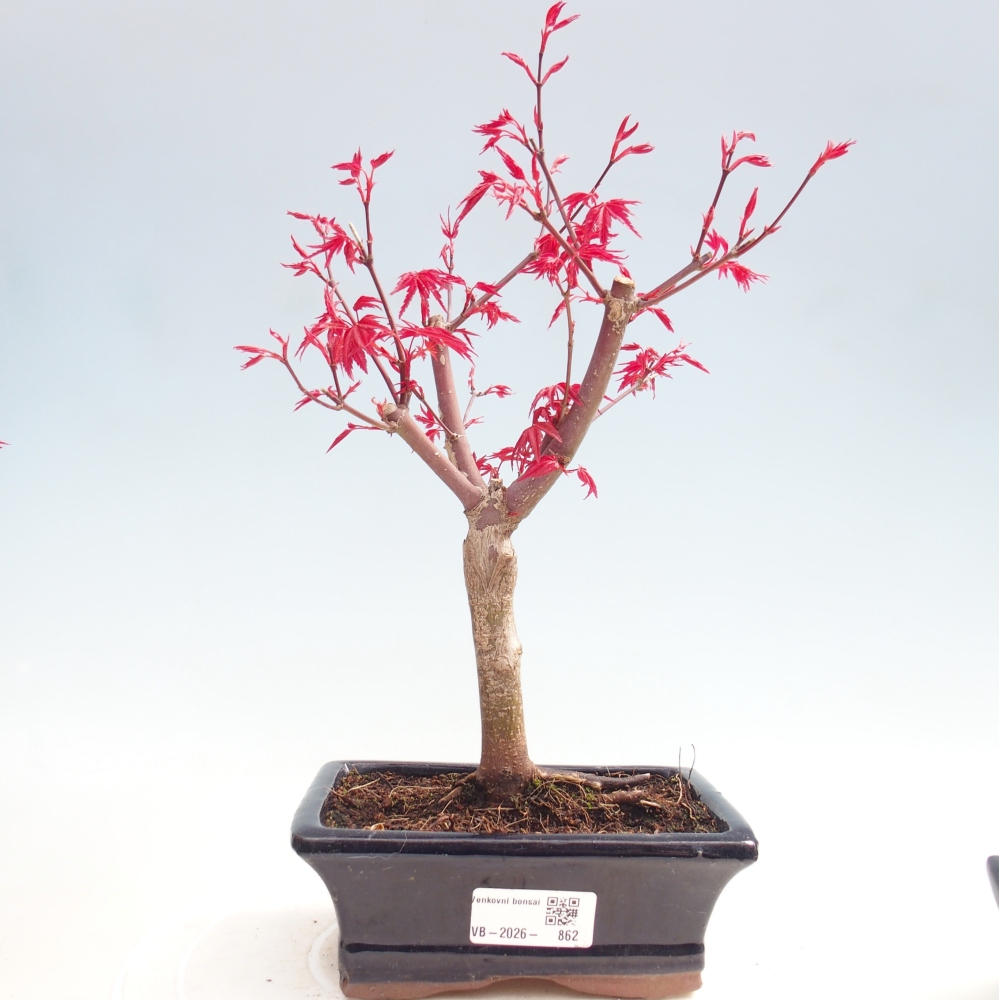 Bonsaï d'extérieur - Acer palmatum DESHOJO