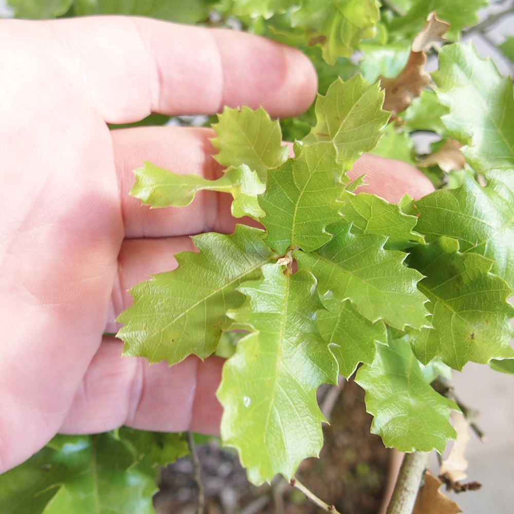 Bonsaï d'extérieur Quercus Cerris - Chêne Cer