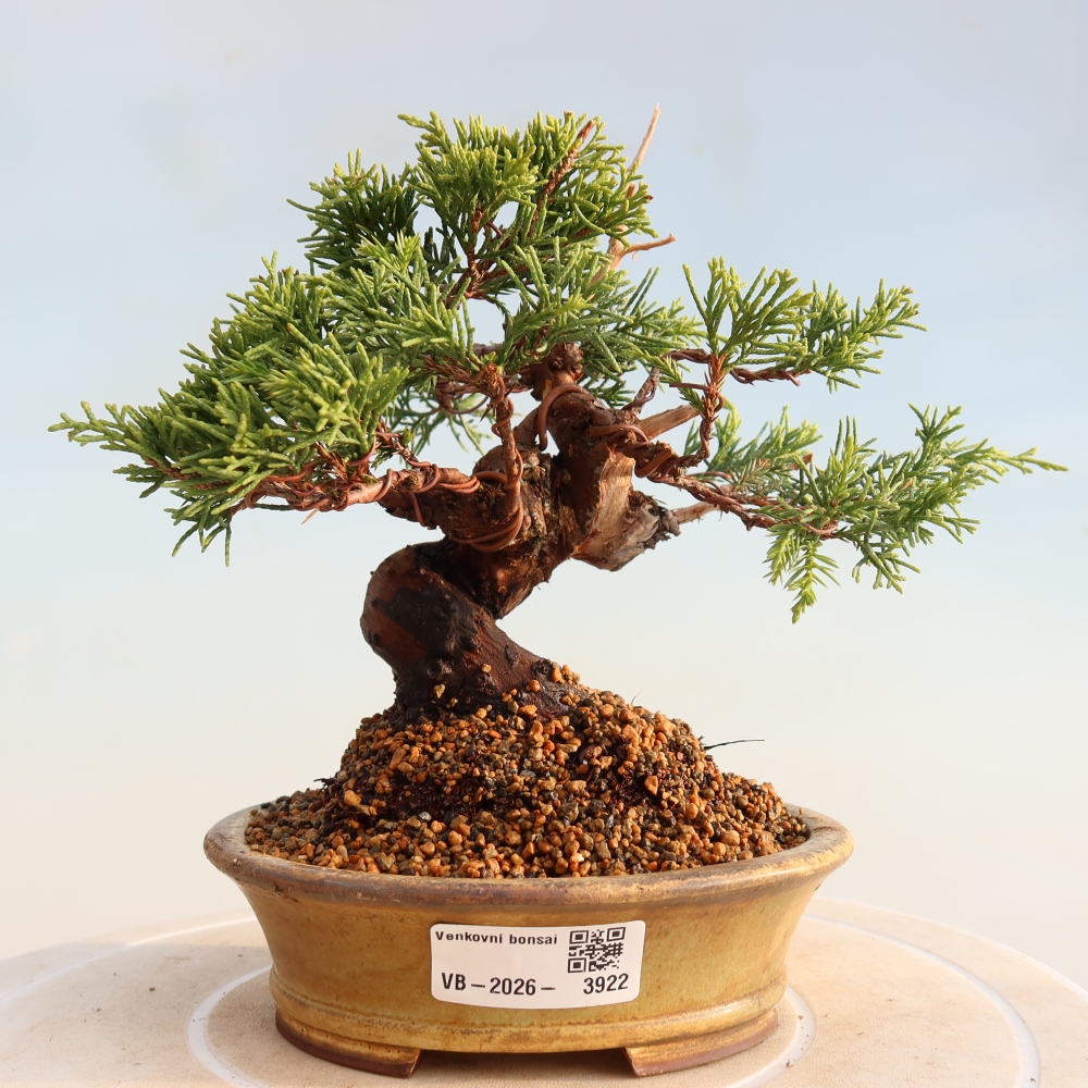 Bonsaï d'extérieur - Juniperus chinensis Itoigawa