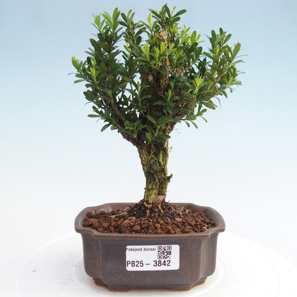 Bonsaï de chambre - Buxus harlandii - buxus liège