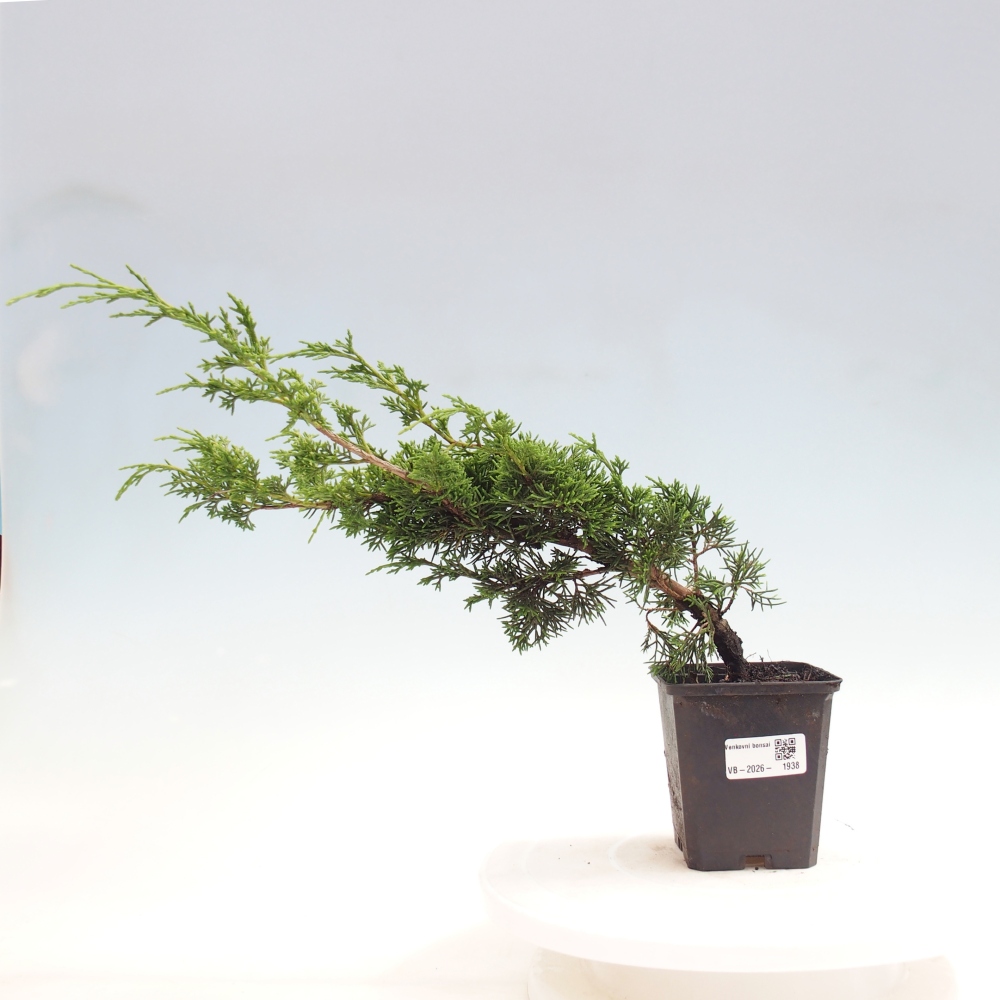 Bonsaï d'extérieur - Juniperus chinensis Itoigawa