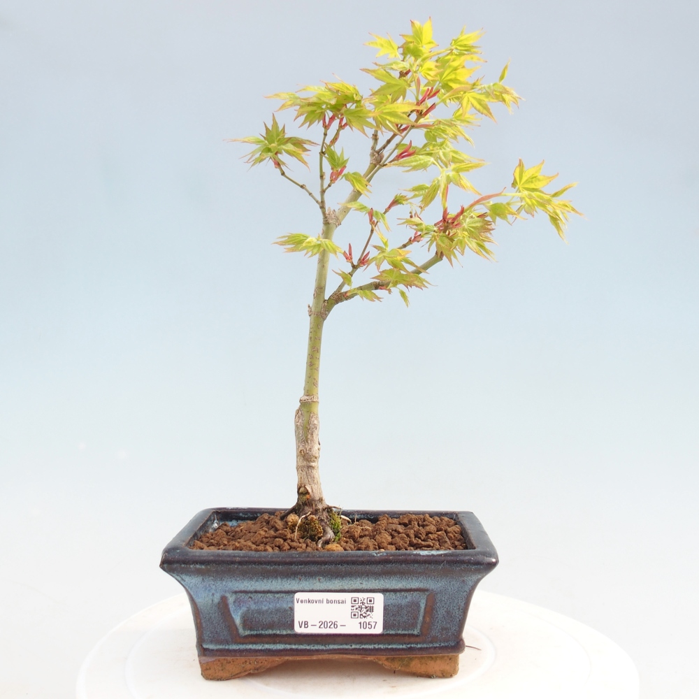 Acer palmatum Aureum - Érable doré