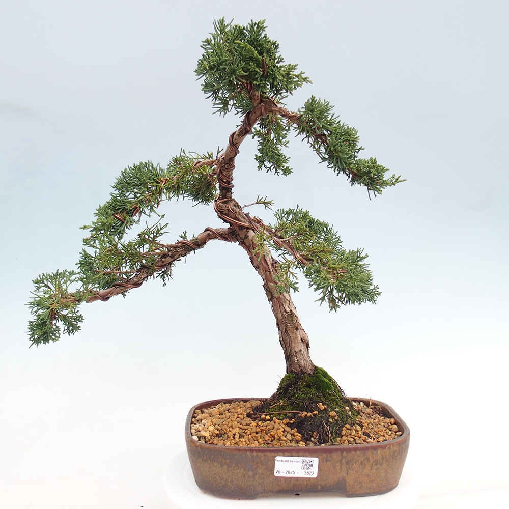 Bonsaï d'extérieur - Juniperus chinensis Kishu