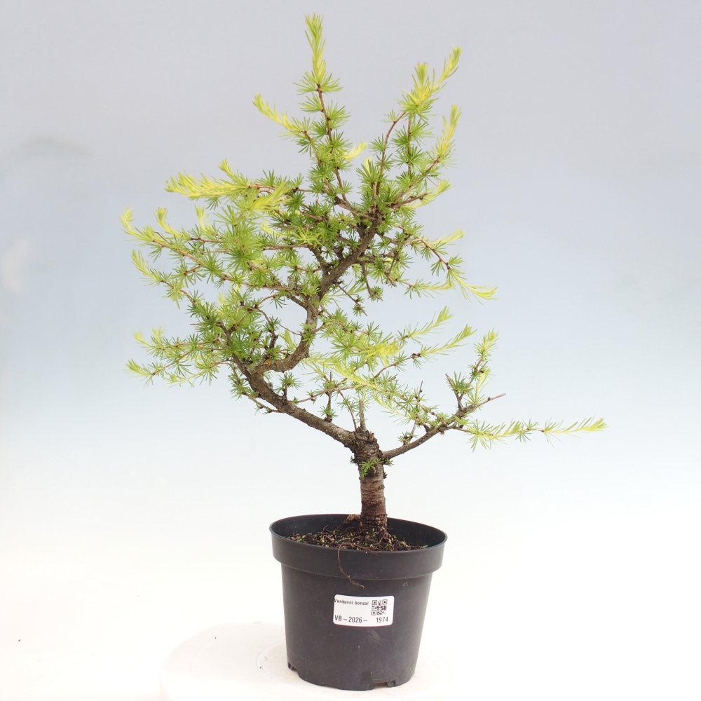 Bonsaï d'extérieur -Larix decidua - Mélèze