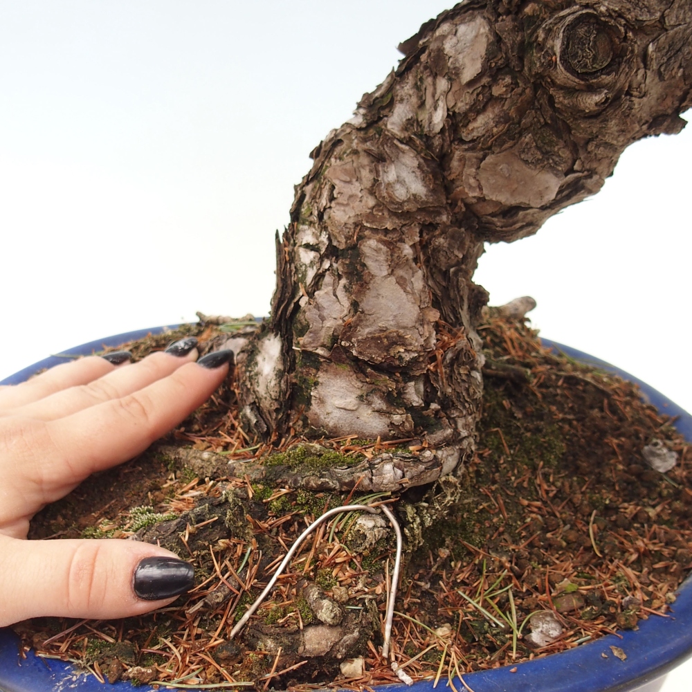 Bonsaï d'extérieur - Pinus parviflora - Pinus parviflora