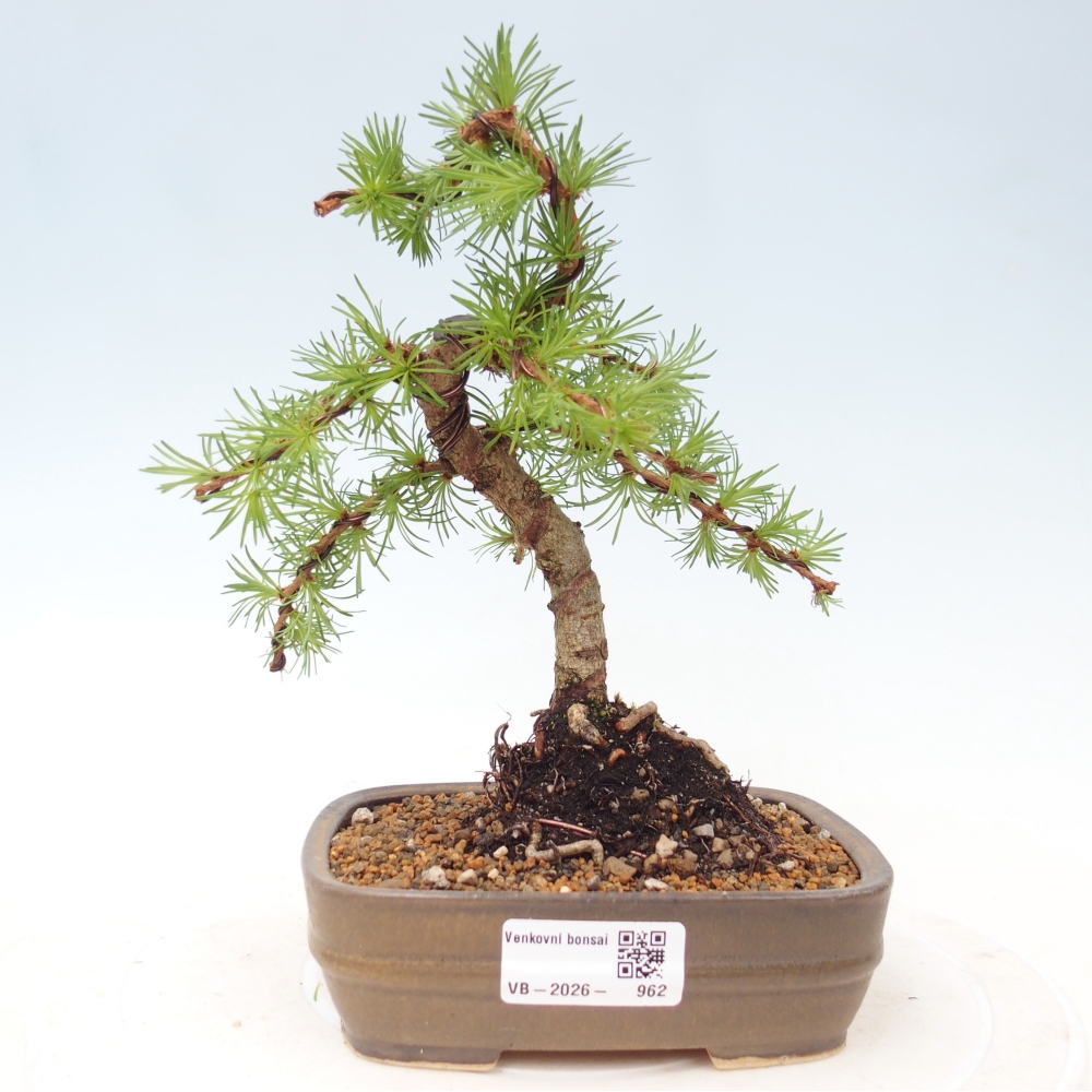 Bonsaï d'extérieur - Larix Kaempferi - Mélèze du Japon