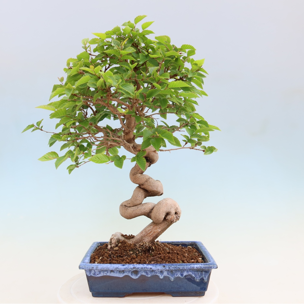 Bonsaï d'extérieur -Carpinus Coreana - Charme de Corée