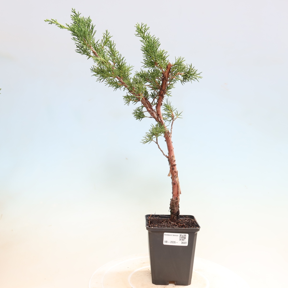 Bonsaï d'extérieur - Juniperus chinensis Kishu
