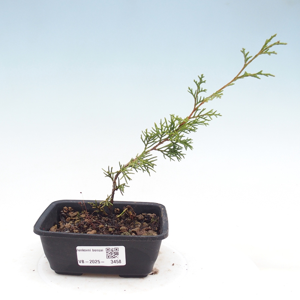 Bonsaï d'extérieur - Juniperus chinensis Itoigawa