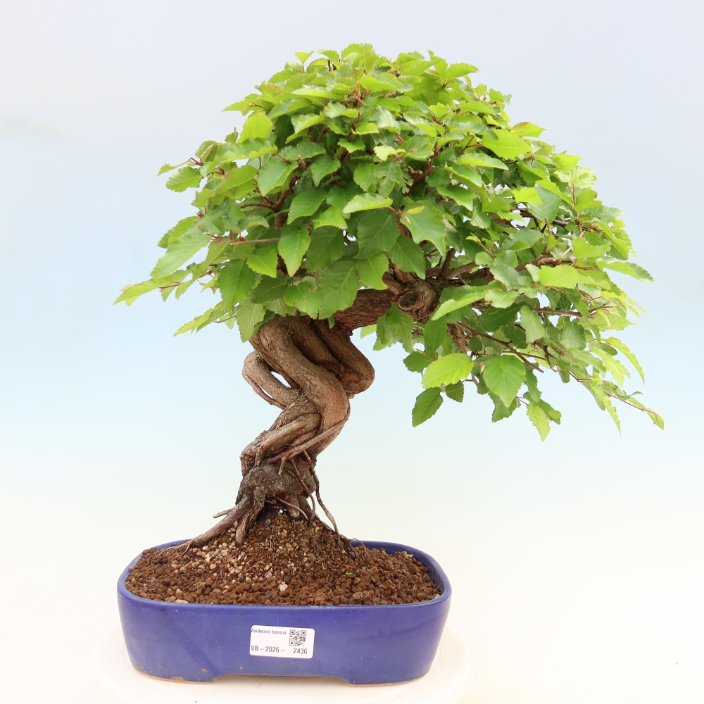 Bonsaï d'extérieur -Carpinus Coreana - Charme de Corée