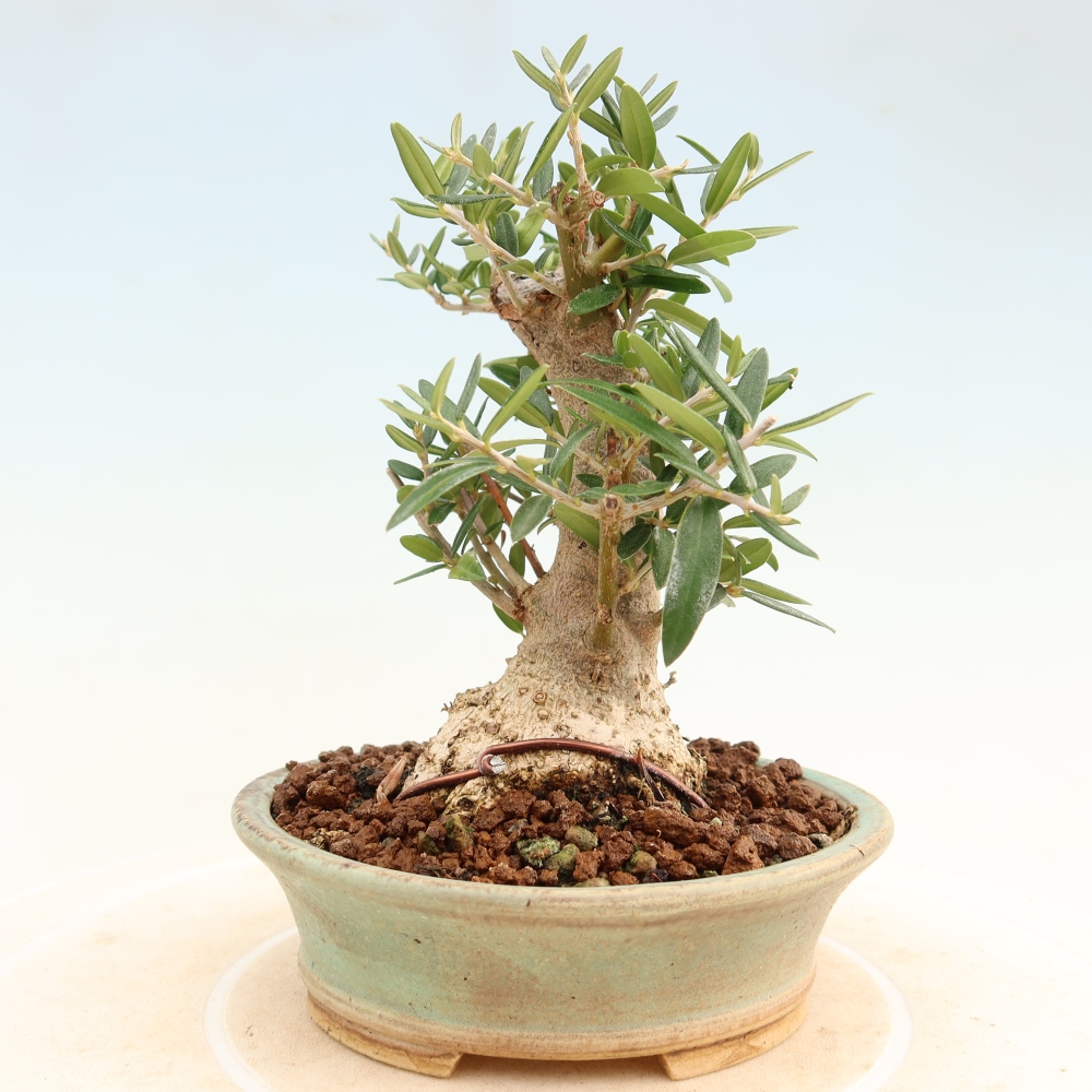 Bonsaï d'intérieur - Olea europaea sylvestris