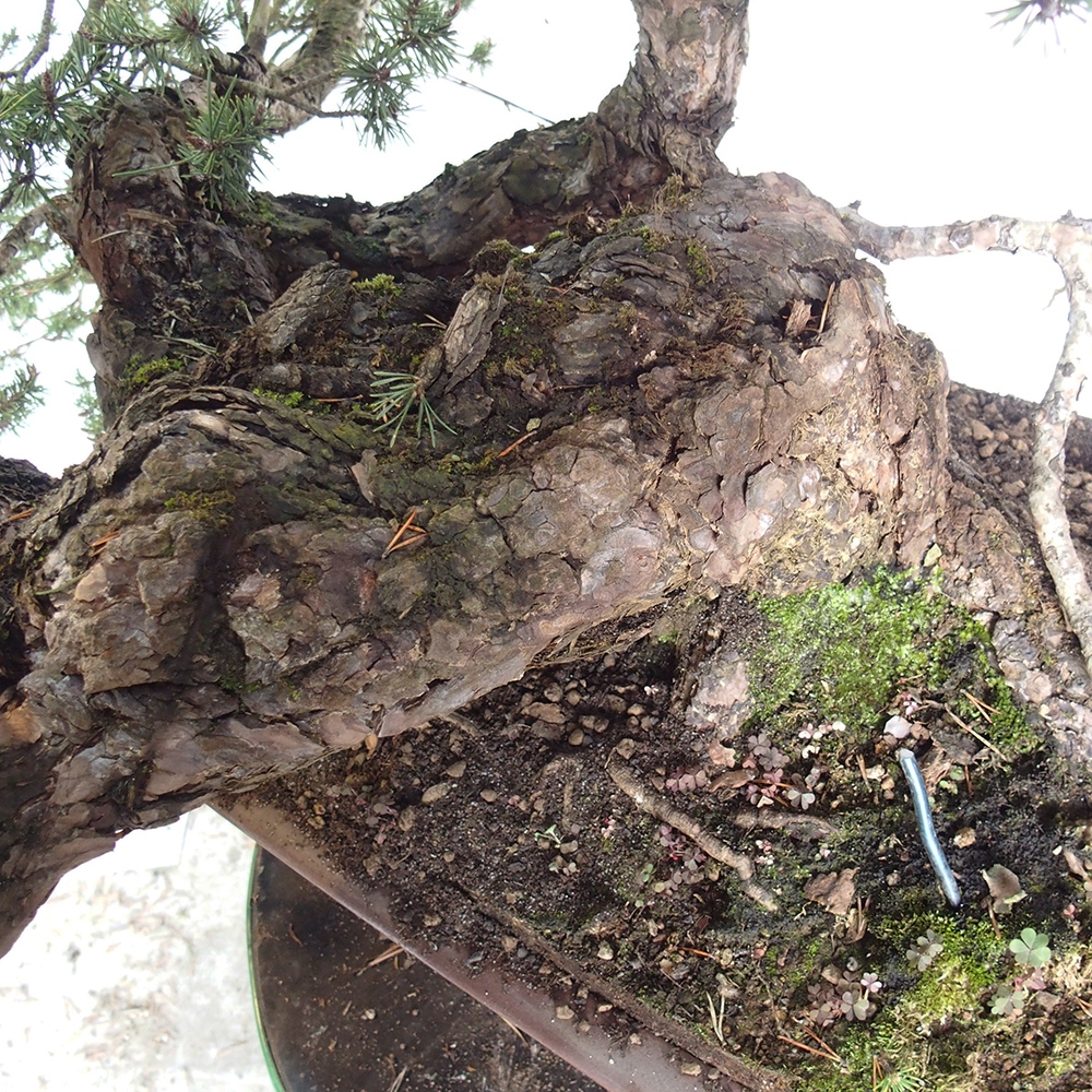 Yamadori - Pinus sylvestris Espagne