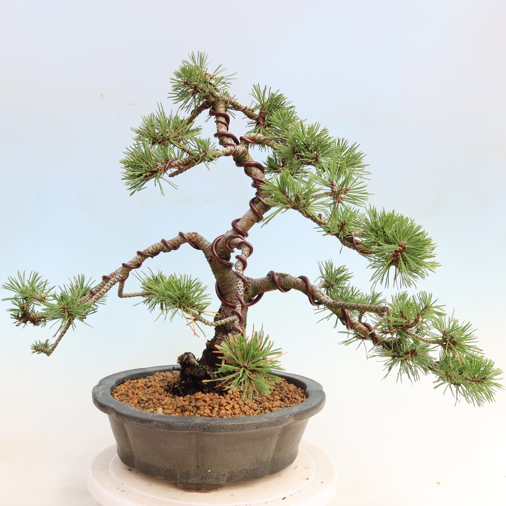 Bonsaï d'extérieur - Pinus mugo Humpy  - Pin nain