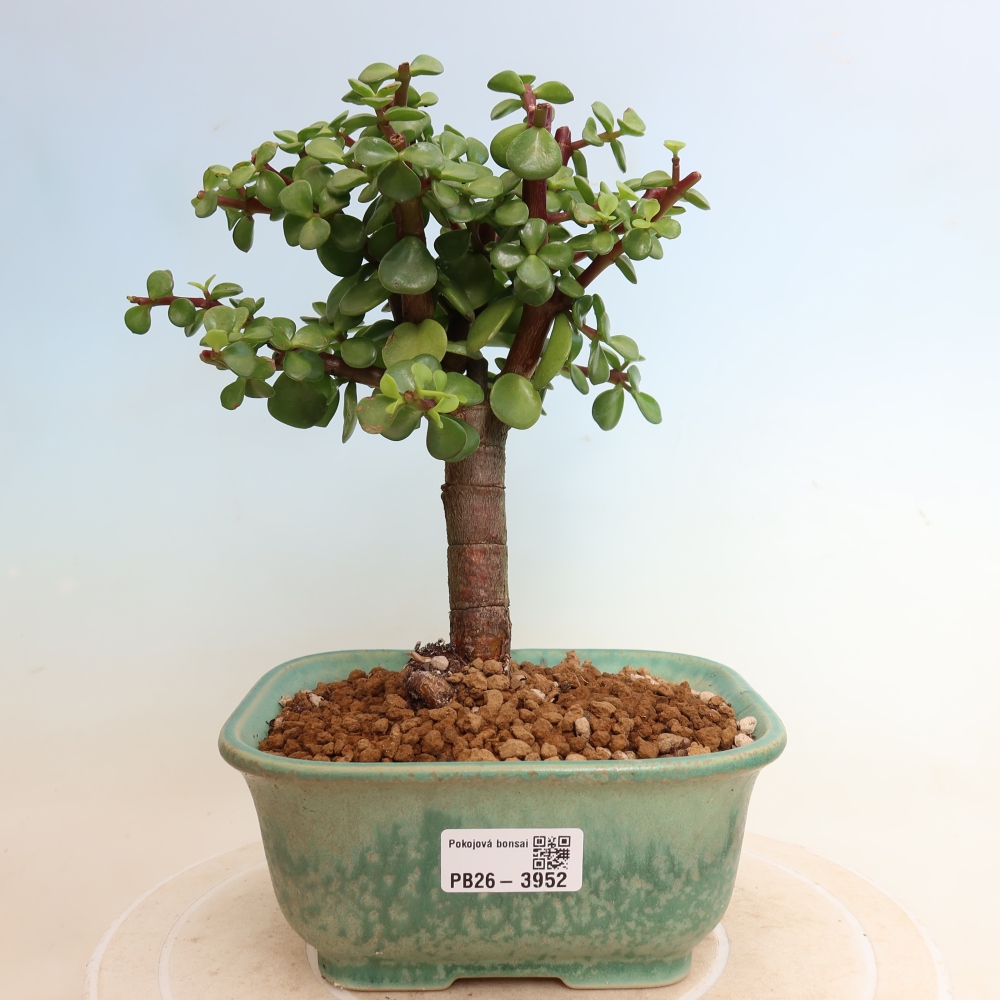 Bonsaï de chambre - Portulakaria Afra - Tlustice