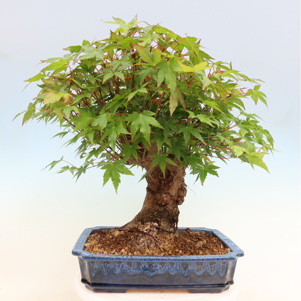 Bonsaï d'extérieur - Maple Burger - Acer Burgerianum