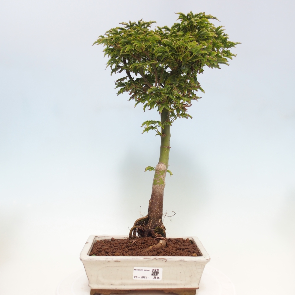 Bonsaï d'extérieur -Javor palm Acer palmatum Shishigashira