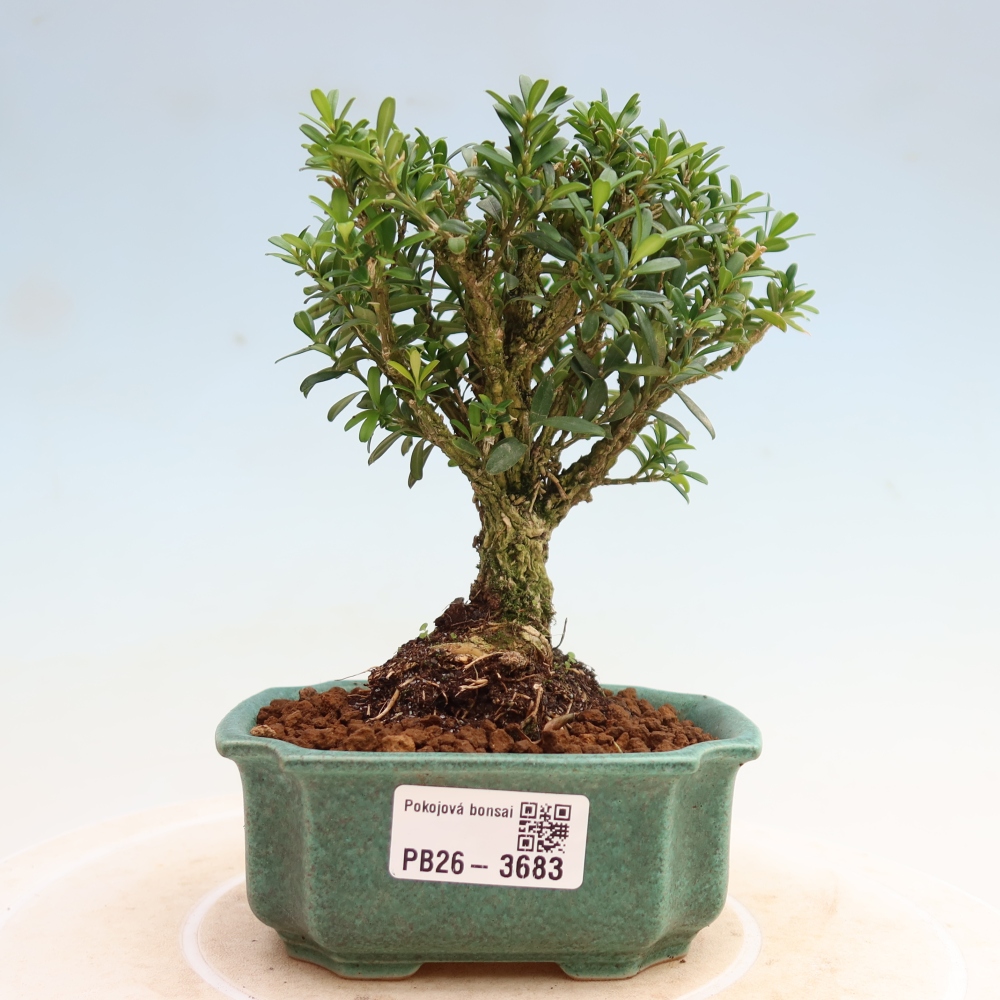 Bonsaï de chambre - Buxus harlandii - buxus liège