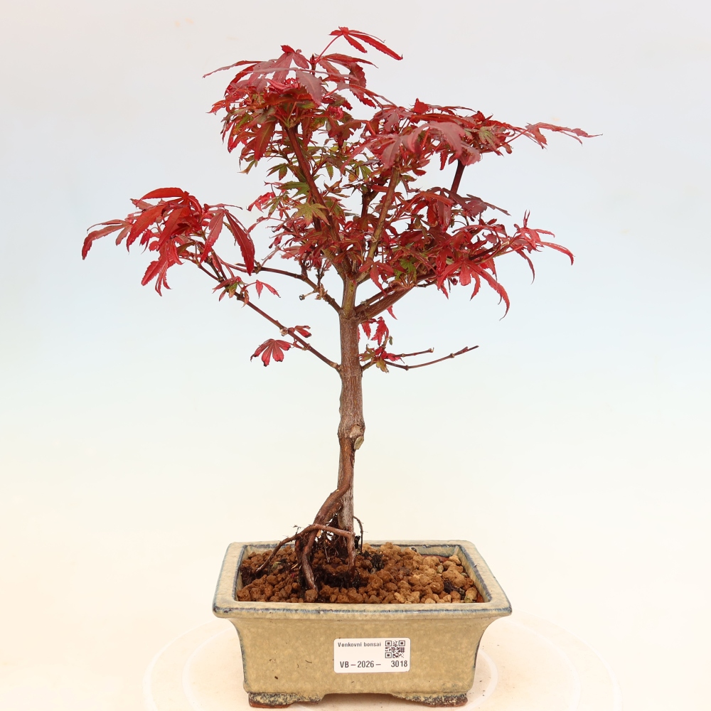 Bonsaï d'extérieur - Érable palmatum  - Acer palmatum Berry Broom 