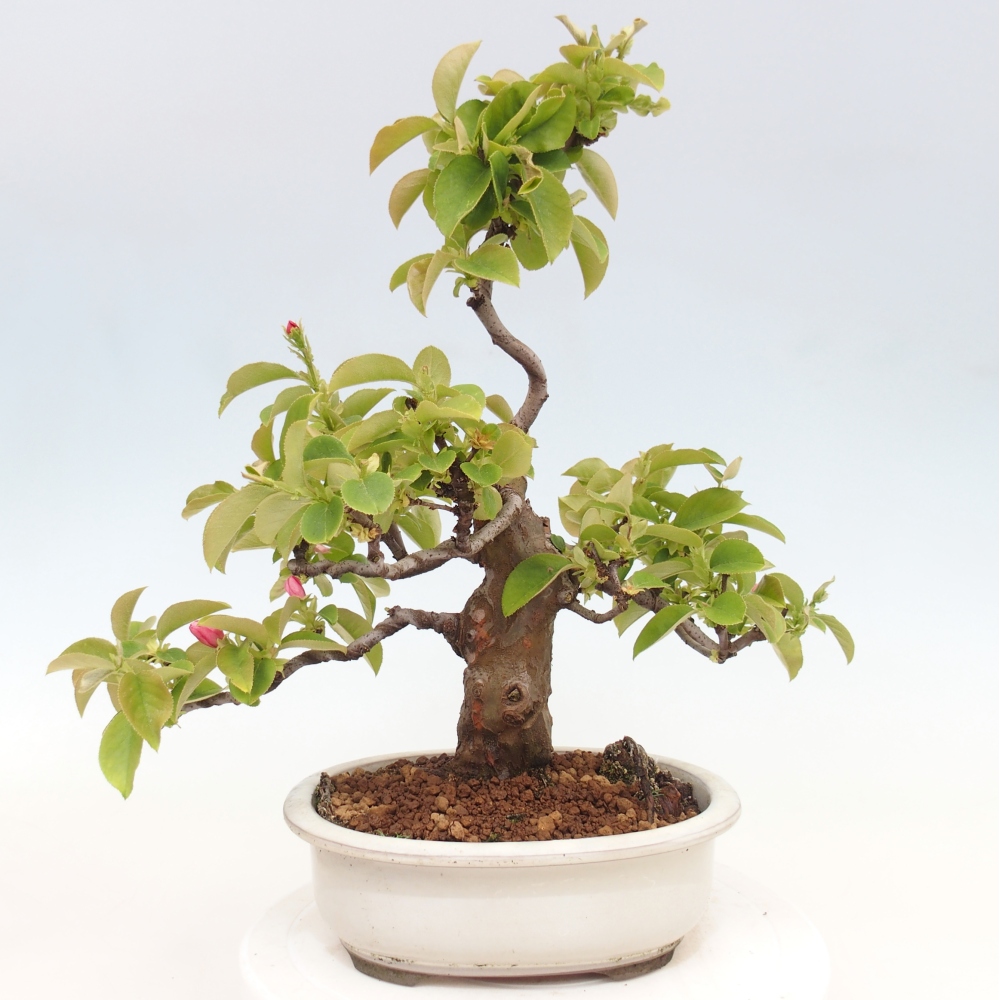 Bonsaï d'extérieur - Pseudocydonia sinensis - cognassier chinois