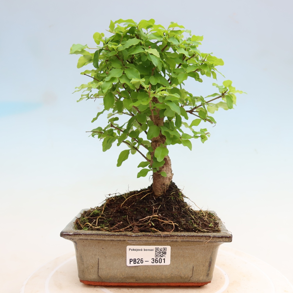 Bonsaï de chambre -Ligustrum chinensis - Bec d'oiseau