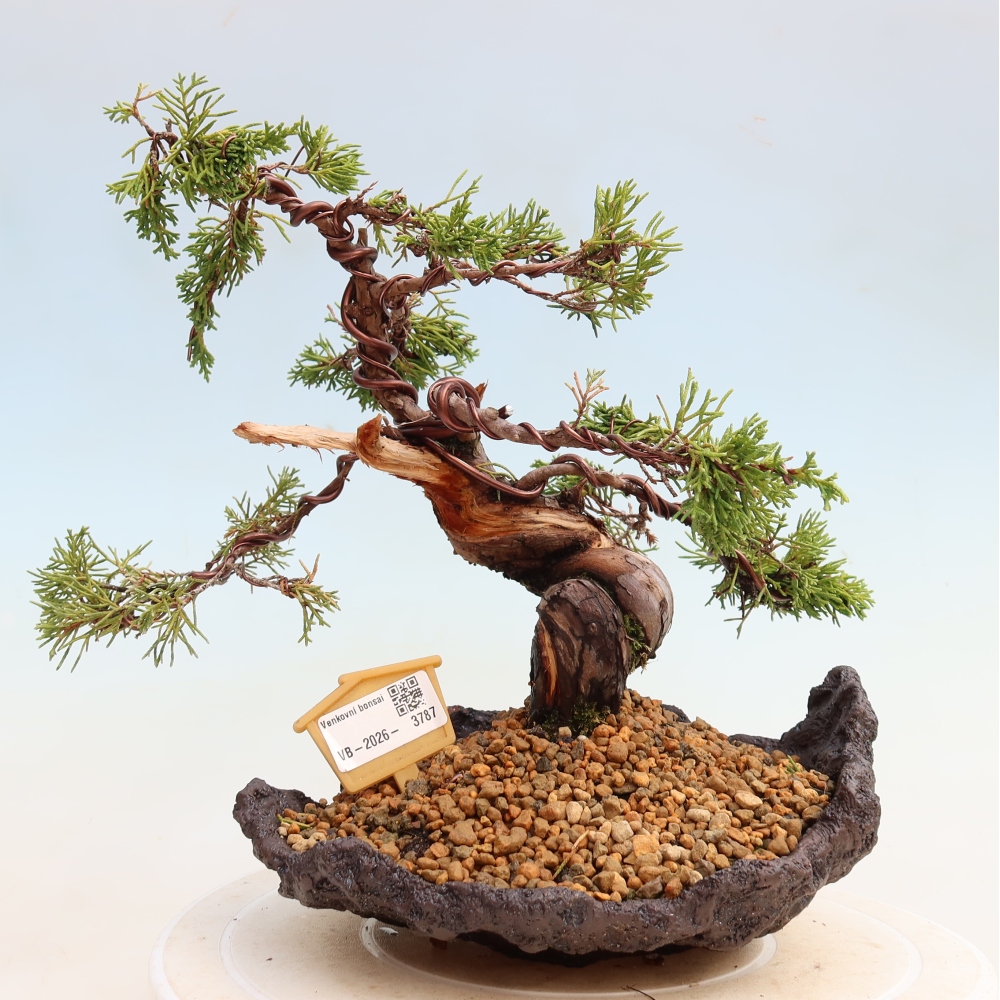 Bonsaï d'extérieur - Juniperus chinensis Itoigawa-Juniperus chinensis