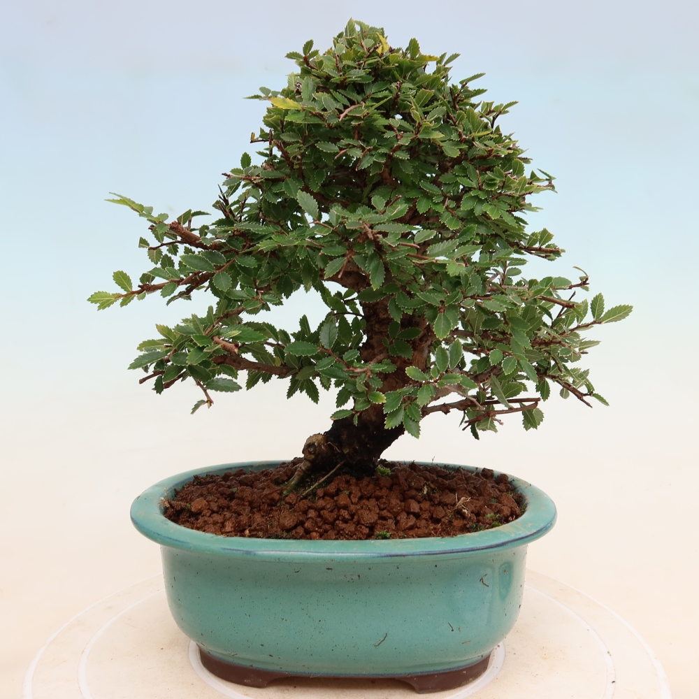 Bonsaï d'extérieur - Zelkova - Zelkova NIRE