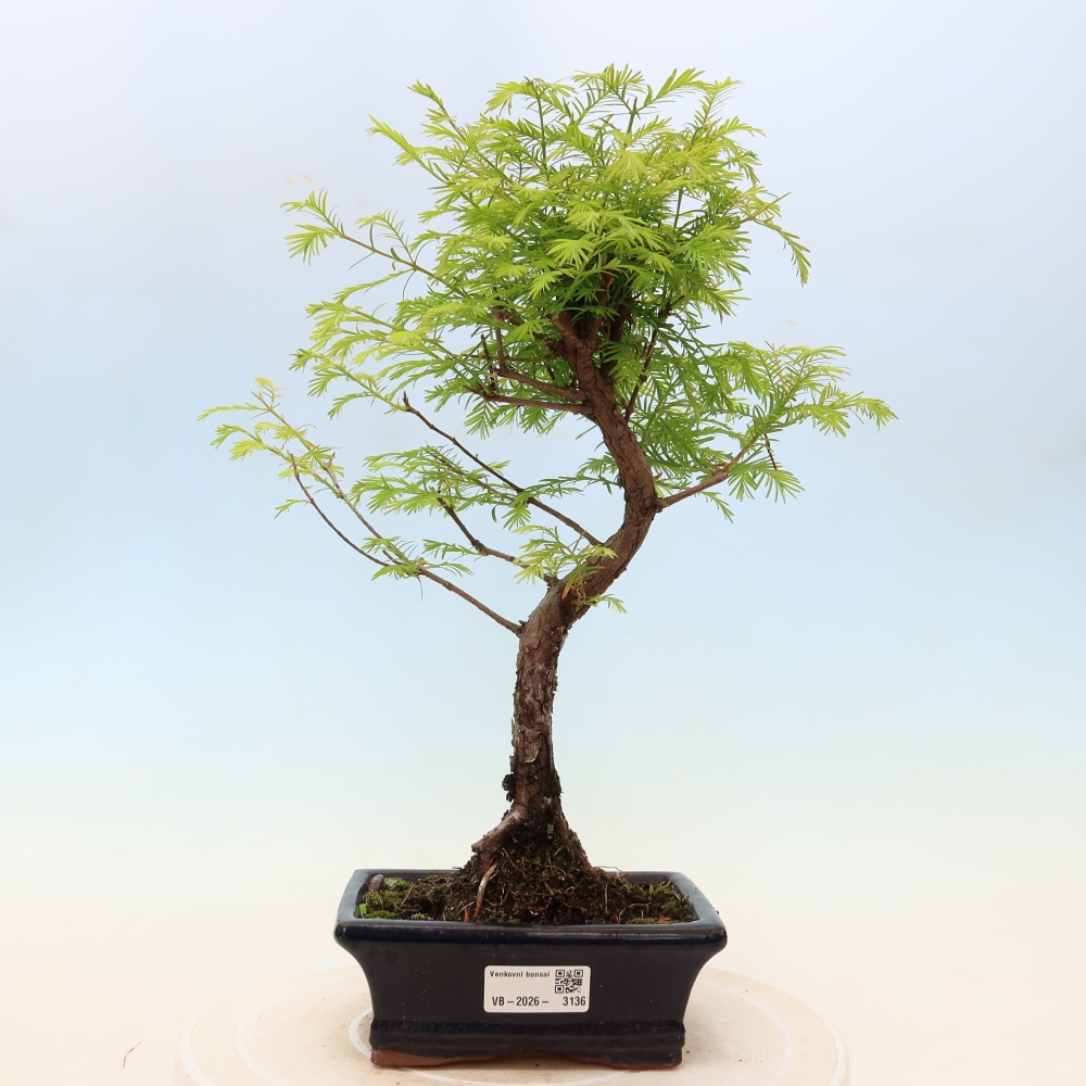 Bonsaï d'extérieur - Metasequoia glyptostroboides - Metasequoia chinois