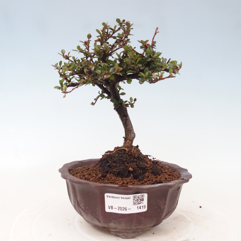 Bonsaï d'extérieur - Cotoneaster horizontalis - Rocky Mountain