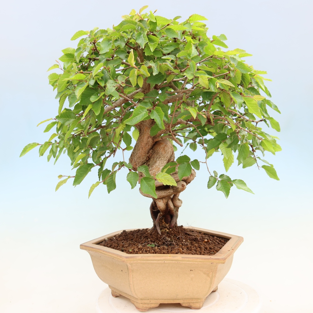 Bonsaï d'extérieur -Carpinus Coreana - Charme de Corée