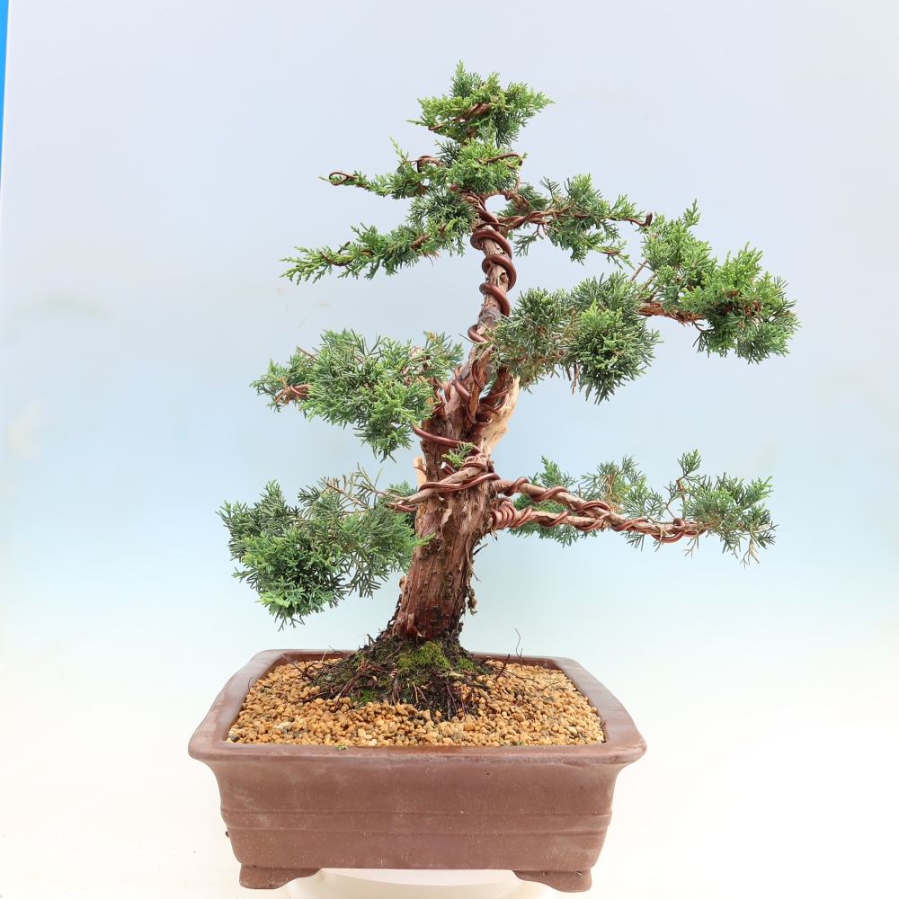 Bonsaï d'extérieur - Juniperus chinensis Kishu