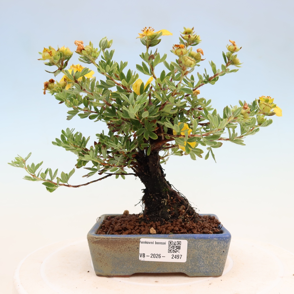 Bonsaï d'extérieur - Potentila fruticosa