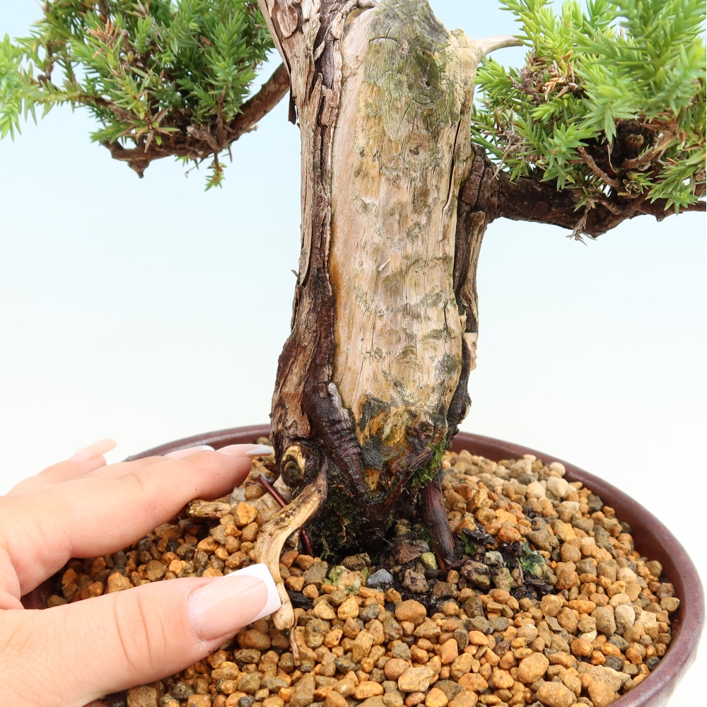 Bonsaï d'extérieur - Juniperus squamata – Genévrier écailleux