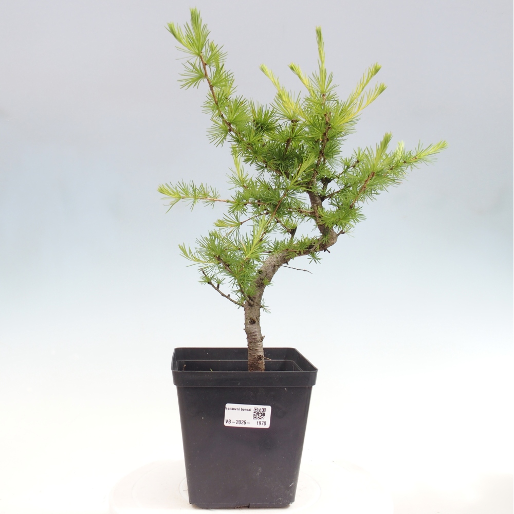 Bonsaï d'extérieur -Larix decidua - Mélèze