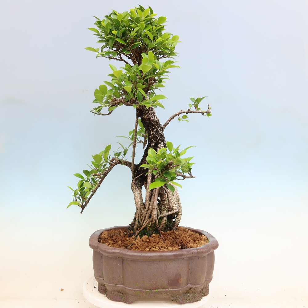 Salle bonsaï - Ficus kimmen - ficus à petites feuilles