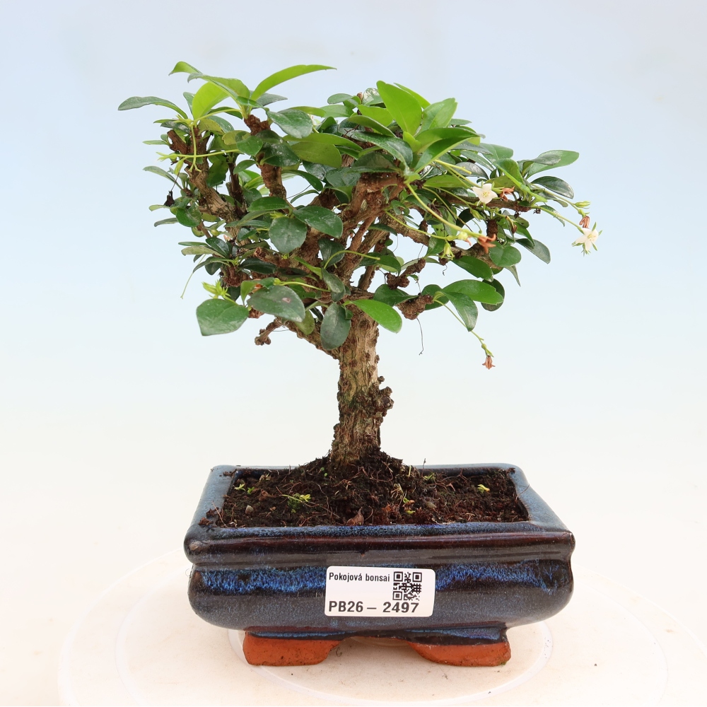 Bonsaï de chambre - Carmona macrophylla - Tea fuki
