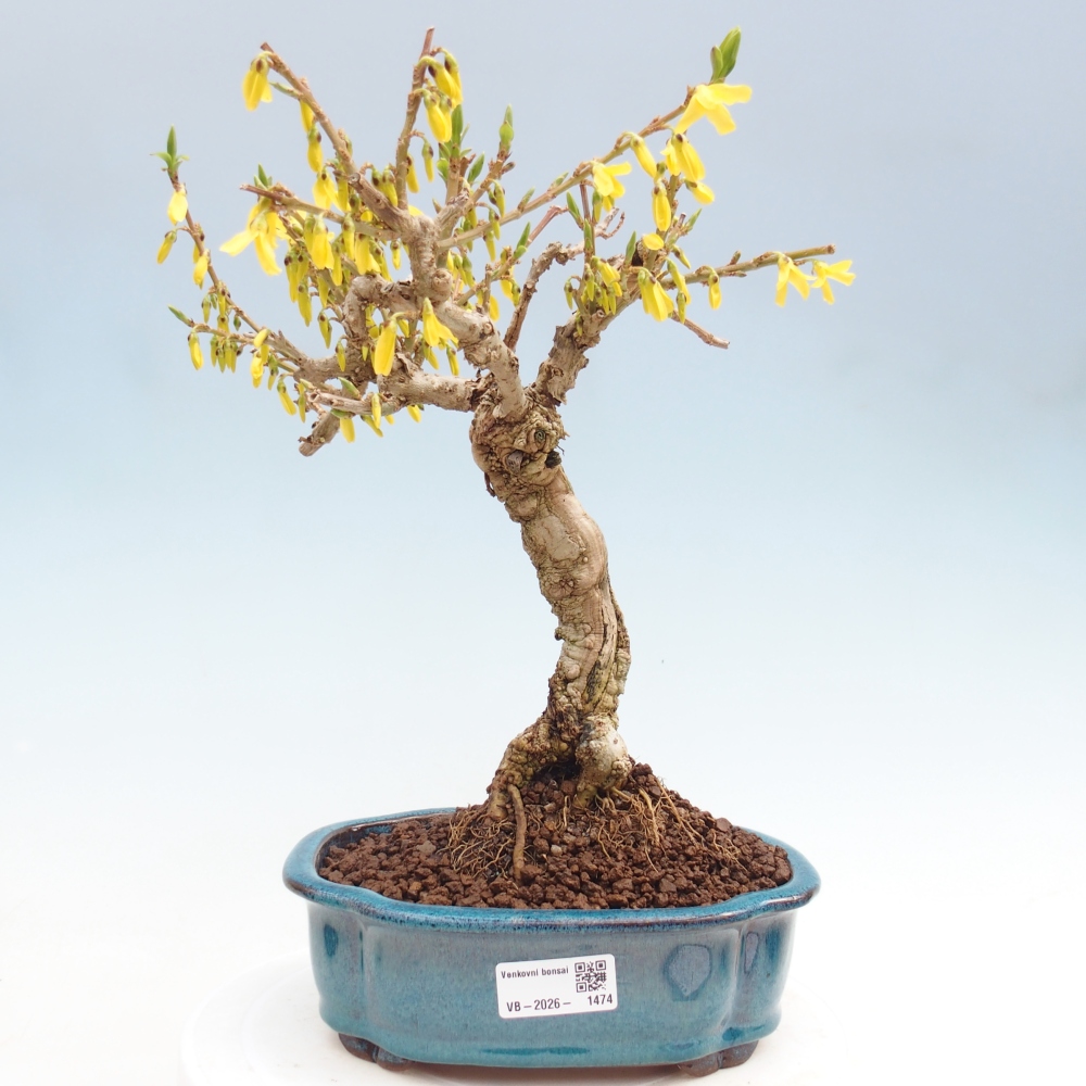 Bonsaï d'extérieur - Zlatice - Forsythia koreana