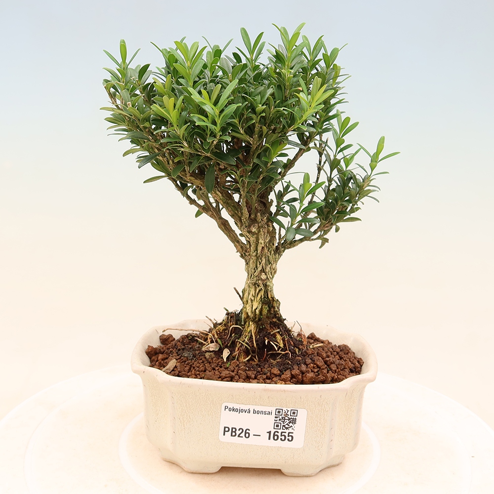 Bonsaï de chambre - Buxus harlandii - buxus liège