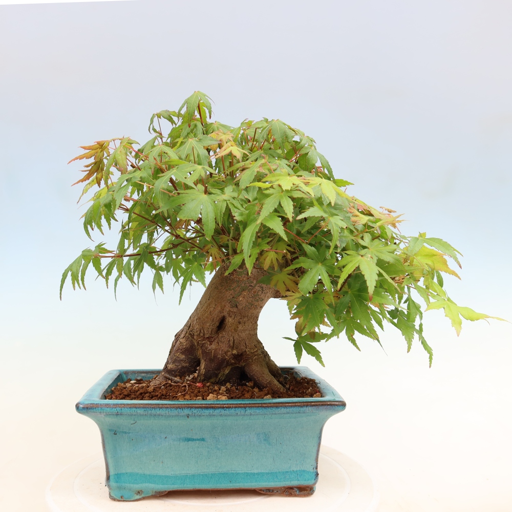 Bonsaï d'extérieur - Maple Burger - Acer Burgerianum