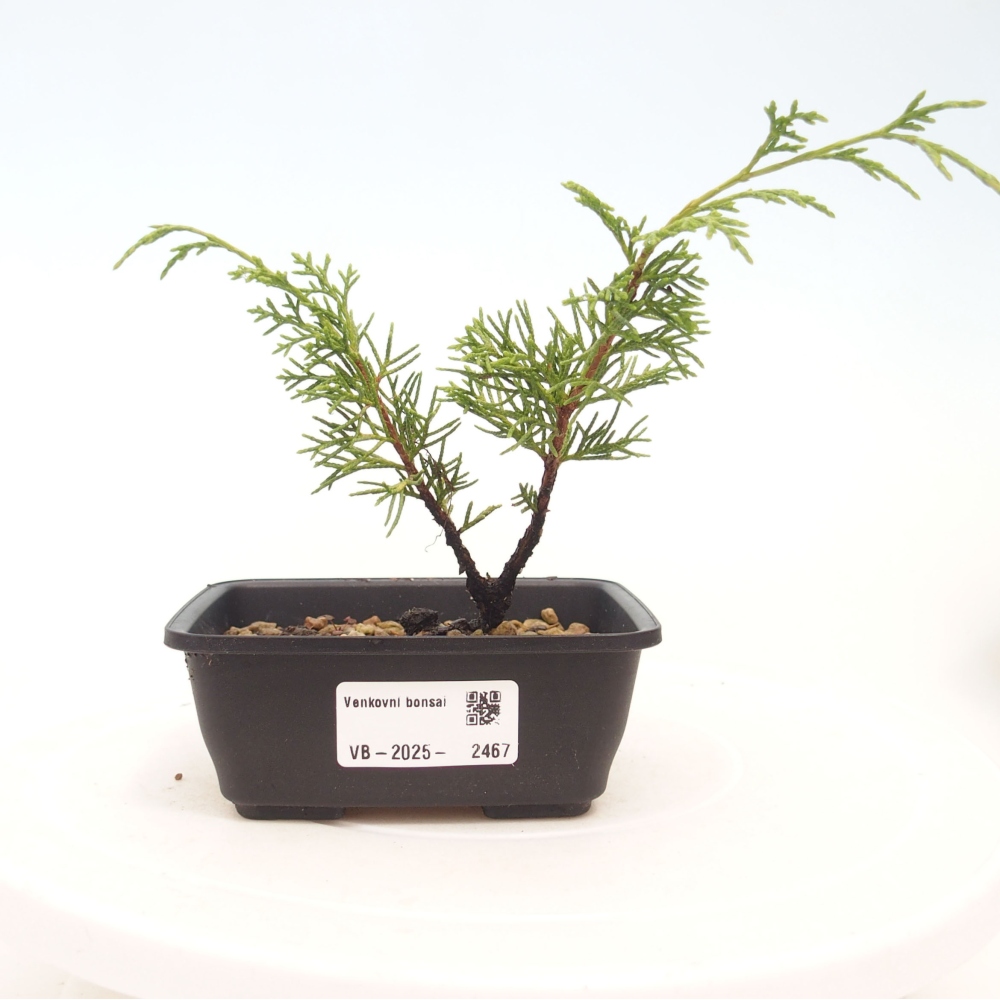 Bonsaï d'extérieur - Juniperus chinensis Itoigawa